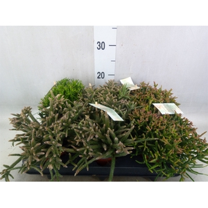 Rhipsalis   ...mix