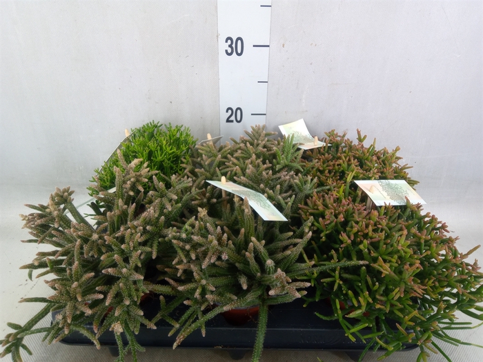 <h4>Rhipsalis   ...mix</h4>