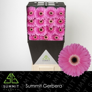 Gerbera Dreamer Diamond