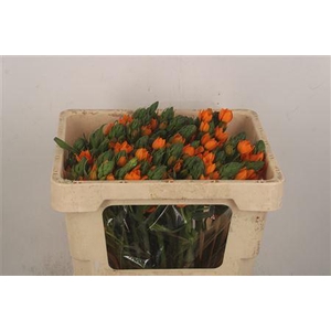 Ornithogalum Sunshine Orange