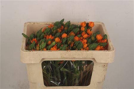 <h4>Ornithogalum Sunshine Orange</h4>