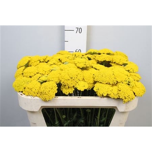 Achil F Parker Variety