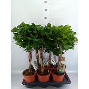 Ficus microcarpa 'Moclame'