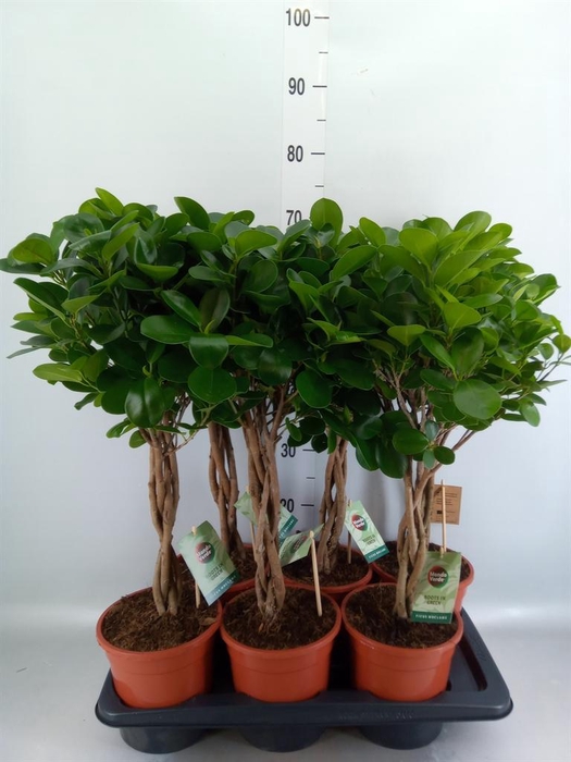 <h4>Ficus microcarpa 'Moclame'</h4>