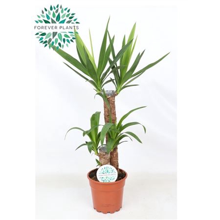 <h4>Yucca 45-20 2+</h4>