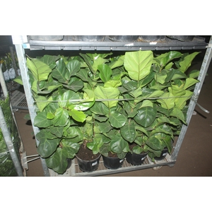 FICUS LYRATA BAMBINO P24 COMPACTO