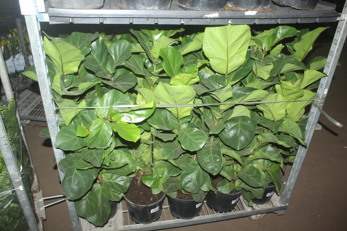 <h4>FICUS LYRATA BAMBINO P24 COMPACTO</h4>