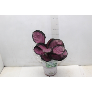 CALATHEA ROSEA PICTA CRIMSON P17