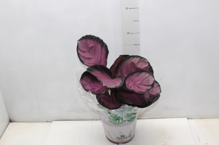 <h4>CALATHEA ROSEA PICTA CRIMSON P17</h4>