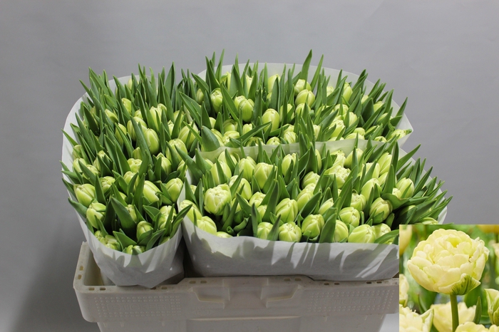 <h4>TU DU VERONA</h4>