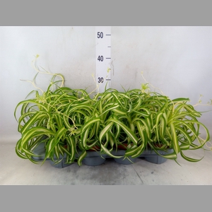 Chlorophytum com. 'Bonnie'