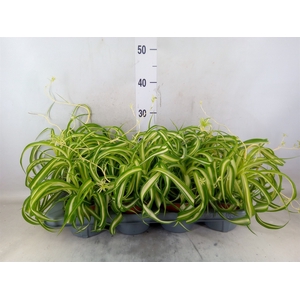 Chlorophytum com. 'Bonnie'