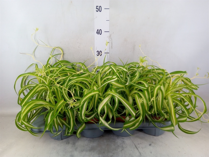 <h4>Chlorophytum com. 'Bonnie'</h4>