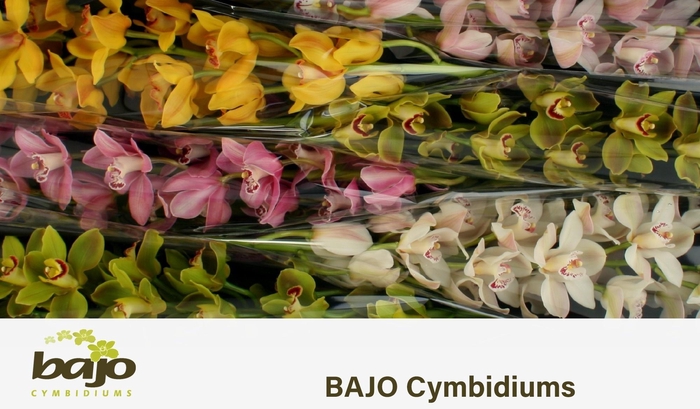 <h4>CYMB T GEM</h4>