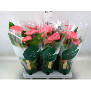 Anthurium andr. 'Melito'