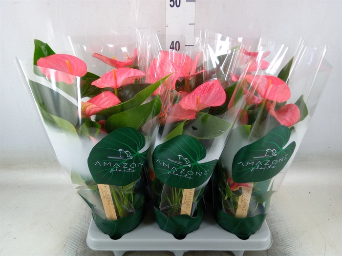 <h4>Anthurium andr. 'Melito'</h4>