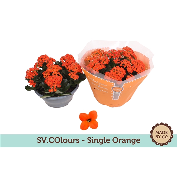 Kalanchoë Single Orange in SV.COloursleeve