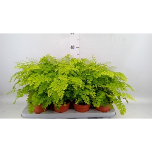 Adiantum raddi. 'Fragrans'