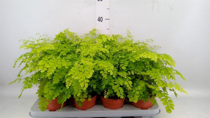 <h4>Adiantum raddi. 'Fragrans'</h4>