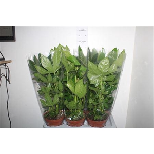Fatsia Ov