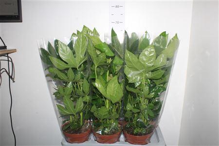 <h4>Fatsia Ov</h4>