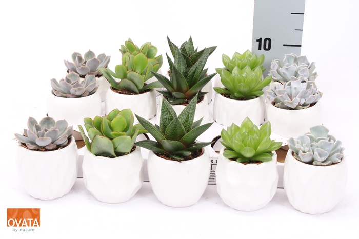 <h4>SUCC GEM 5 SRT</h4>