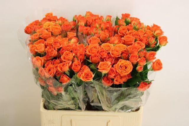 <h4>ROSA TR 'BABE'</h4>