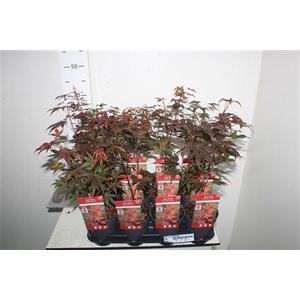 Acer Pa Atropurpureu