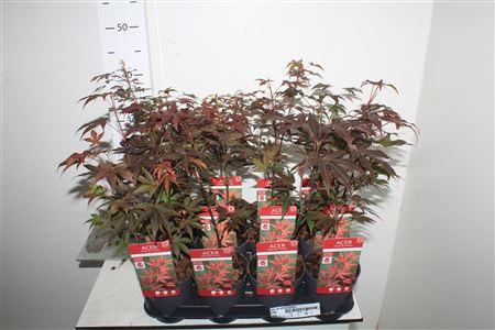 <h4>Acer Pa Atropurpureu</h4>