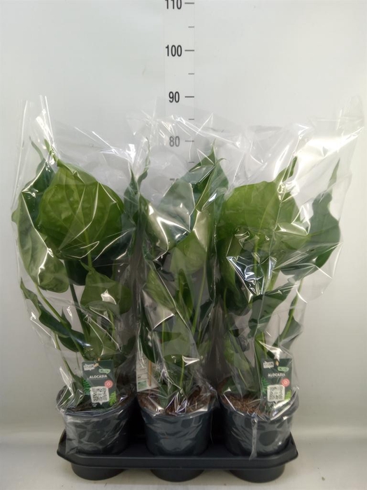 <h4>Alocasia cucullata</h4>