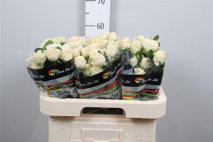 <h4>R Tr Summerrose</h4>