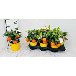 Citrus limetta Mandarine medi-stem (s2)