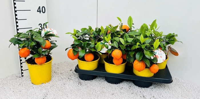 <h4>Citrus limetta Mandarine medi-stem (s2)</h4>