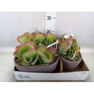 Kalanchoe NF thyrsiflora