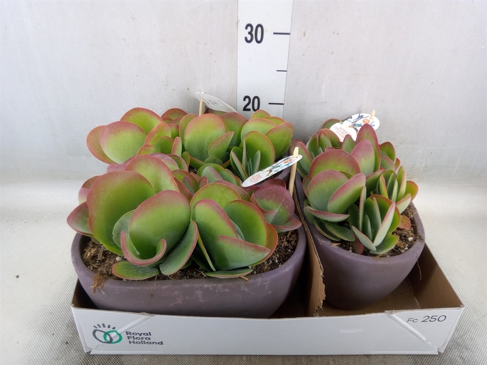 <h4>Kalanchoe NF thyrsiflora</h4>