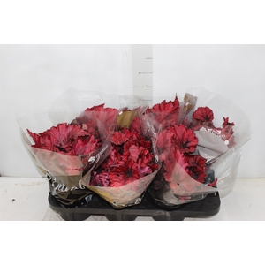 BEGONIA BELEAFS RUBY STAR P15