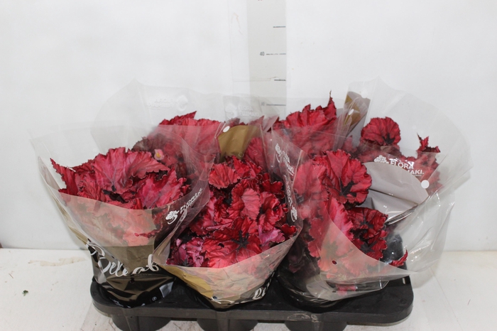 BEGONIA BELEAFS RUBY STAR P15
