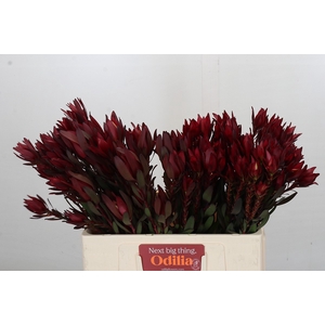 Leucadendron Saf Sunset Dark R.Spray