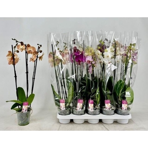 PHAL GEM