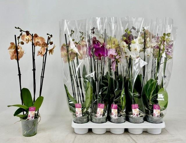 <h4>PHAL MIX 3 TAK</h4>