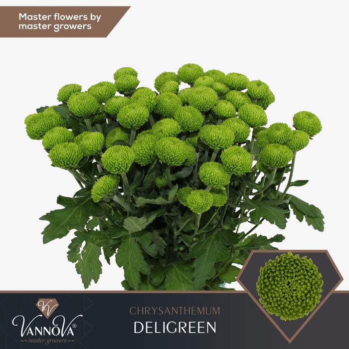 <h4>Chr T Deligreen</h4>