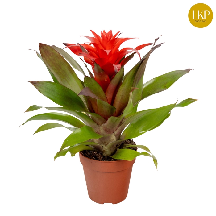 <h4>Guzmania Lorena Rood (Zonder Hoes)</h4>
