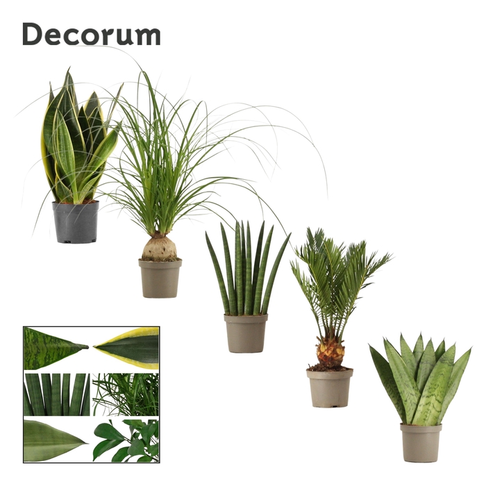 Groenmix 9 cm (Decorum)