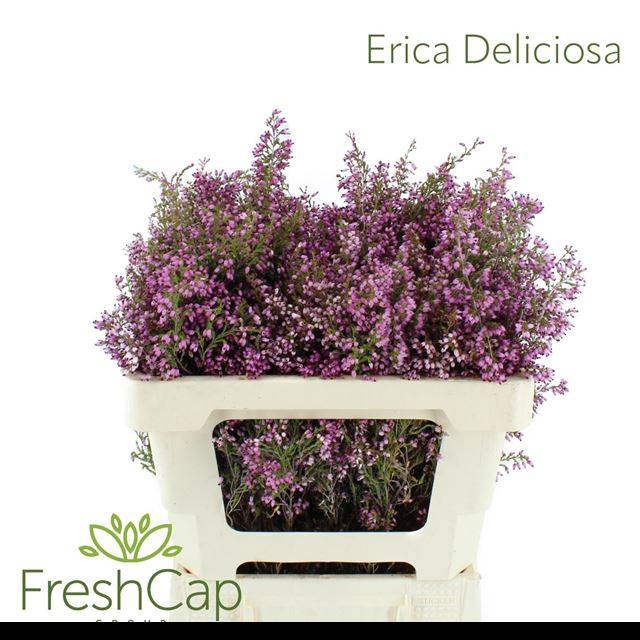 <h4>ERICA OV</h4>