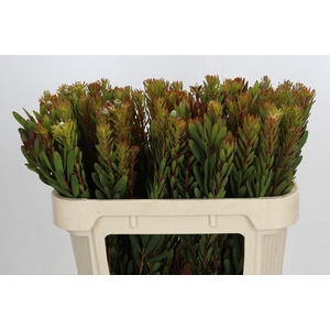 Leucadendron Saf Sunset Dark R.