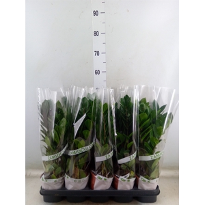 Zamioculcas zamiifolia