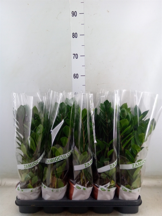 <h4>Zamioculcas zamiifolia</h4>