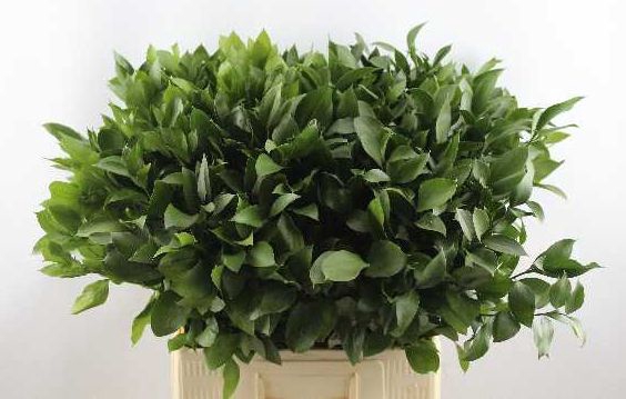 <h4>RUSCUS HYPOPHYLLUM</h4>