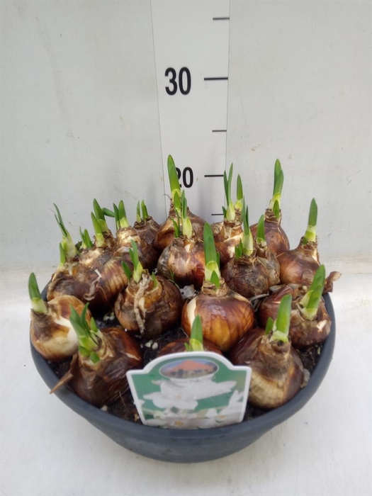 <h4>Narcissus   ...</h4>