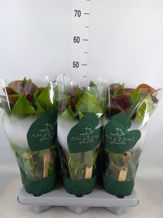 <h4>Anthurium andr. 'Essencia'</h4>